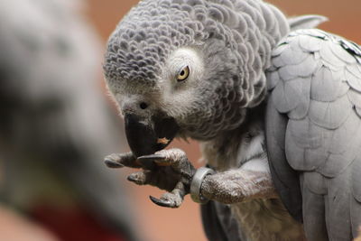 Close-up of eagle