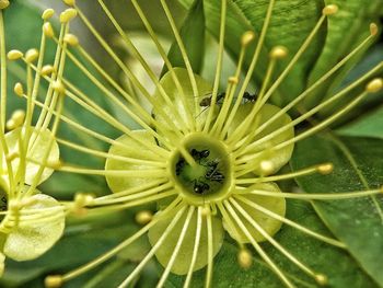 High angle view of flowering plant