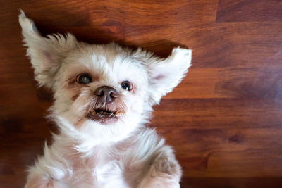 Close-up portrait of a dog