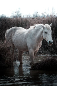 Side view of horse drinking water in lake