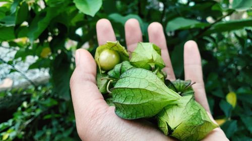 Close-up of hand holding leaves