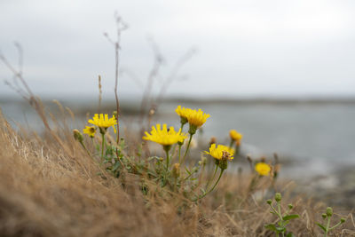 Close-up of yellow flowering plants on land