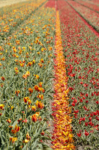 Yellow flowering plants on field