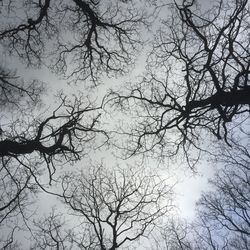 Low angle view of bare trees against sky