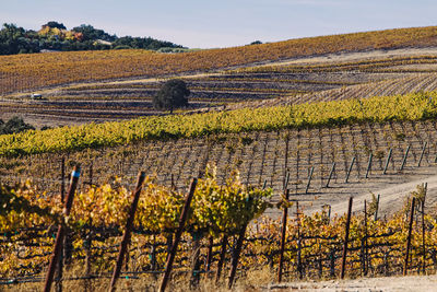 Vineyard with yellow leaves on the warm sunny autumn day, paso robles, california