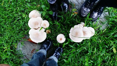 Mushrooms growing on grassy field