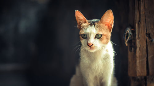Close-up portrait of cat at home