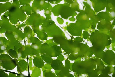 Low angle view of leaves on tree