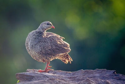 Close-up of bird perching on wood