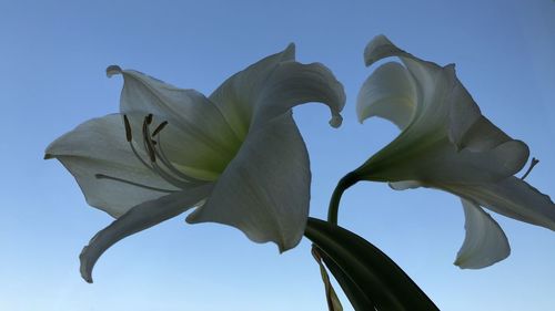 Low angle view of flowering plant against clear blue sky