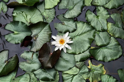 High angle view of water lily amidst leaves on plant