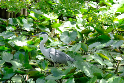 View of bird perching on tree