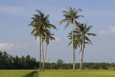 Palm trees on field against sky