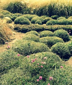 Plants growing on field