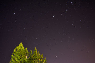 Trees against star field at night