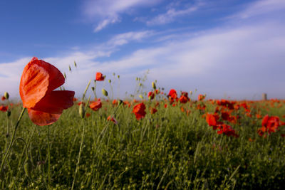 Close-up of poppies blooming on field against sky