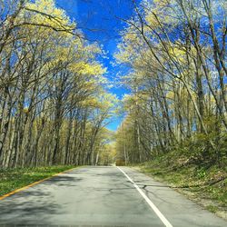 Empty road amidst trees