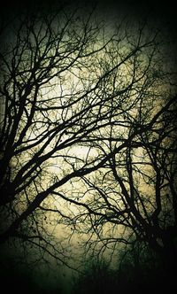Bare trees against sky at sunset