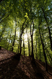 Trees in forest