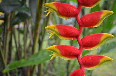 Close-up of red flowers