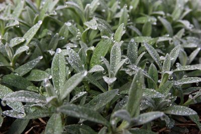 Full frame shot of wet plants growing on field