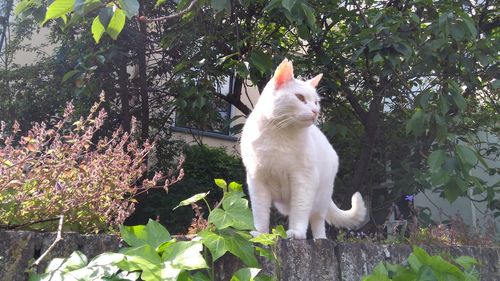 White dog against trees and plants