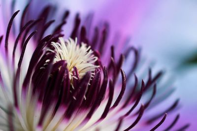 Close-up of pink flower