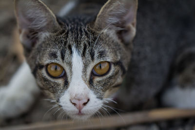 Close-up portrait of tabby cat