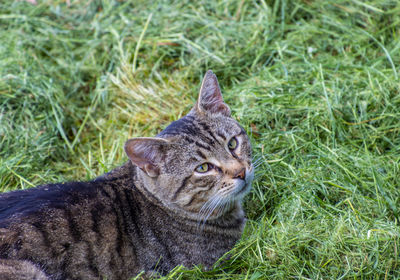 Portrait of tabby cat on grass