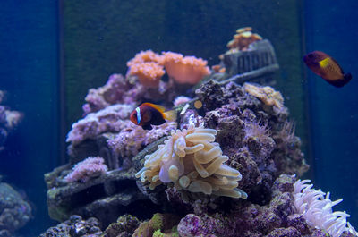 View of fish swimming in sea