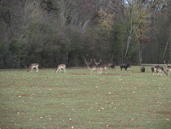 Sheep grazing on field