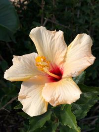 Close-up of yellow hibiscus blooming outdoors