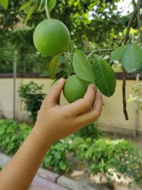 Close-up of hand holding fruit