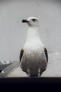 Close-up of owl perching outdoors