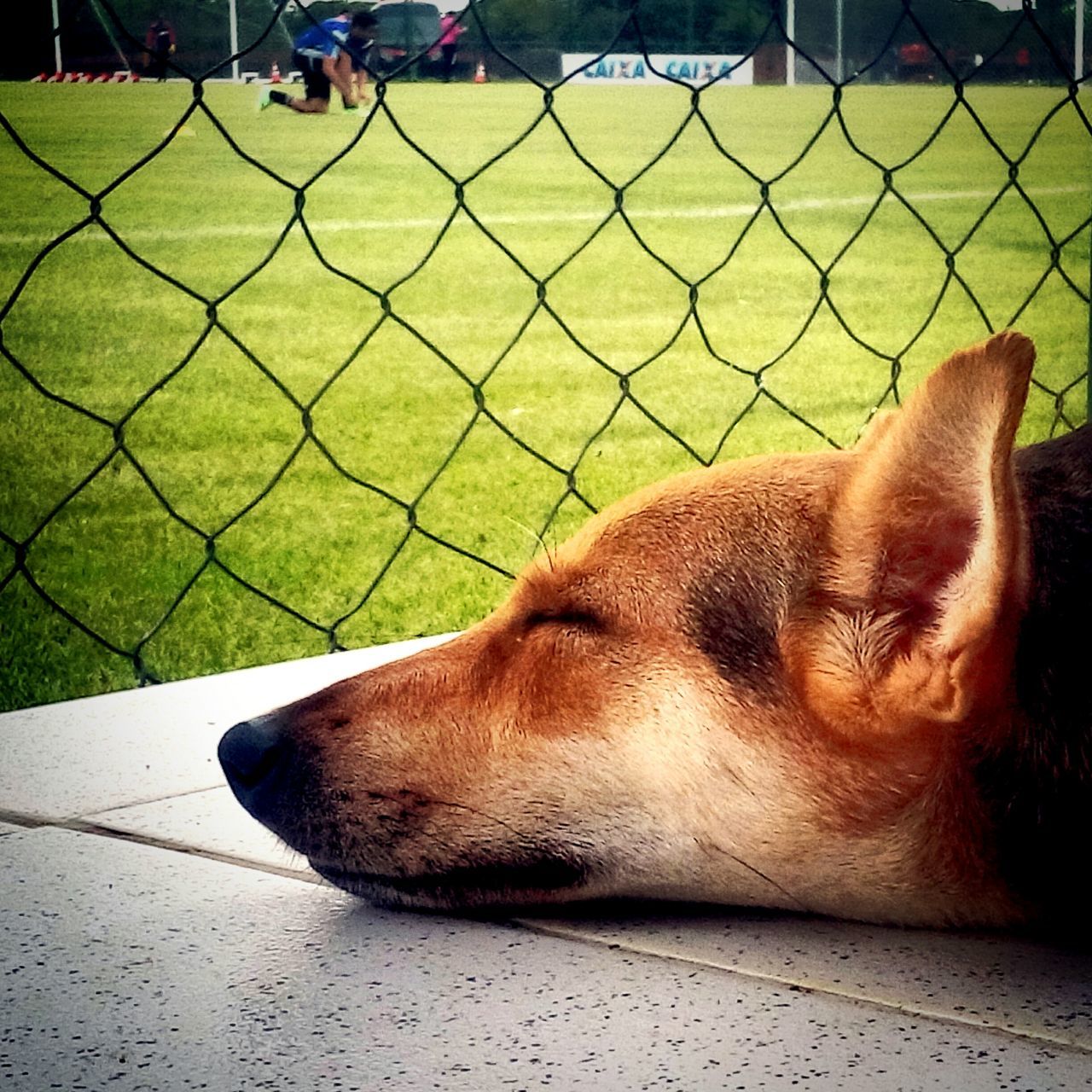 domestic animals, animal themes, mammal, one animal, pets, dog, relaxation, lying down, outdoors, street, day, grass, animal head, resting, close-up, sunlight, sleeping, green color, no people, brown