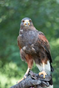 Close-up of bird perching hand