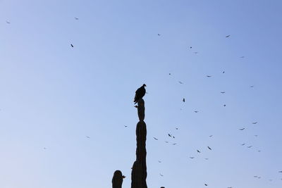 Low angle view of birds perching on tree