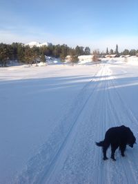 Dog on snow covered land