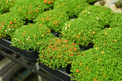 Close-up of seedlings