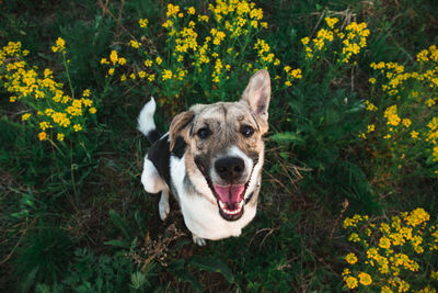 High angle portrait of a dog