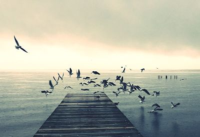 Birds flying over sea