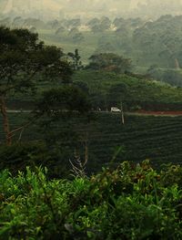 Trees on field in forest