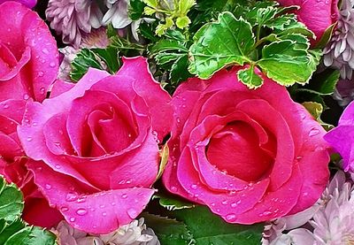 Close-up of wet red rose blooming outdoors