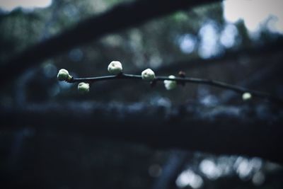 macro photography
