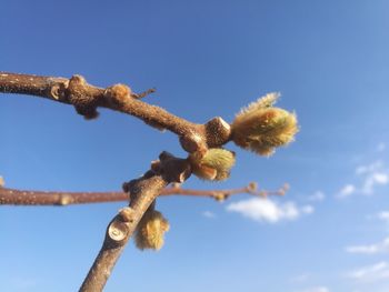 Low angle view of tree against clear blue sky