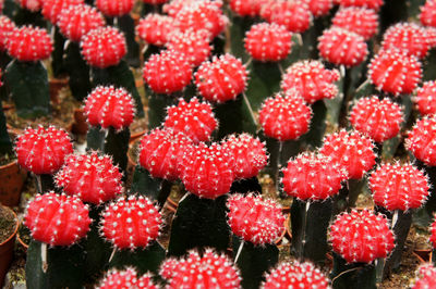 Full frame shot of red berries