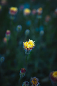 Close-up of yellow flowering plant