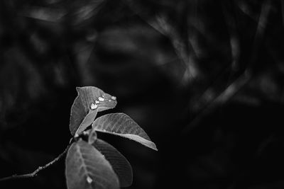 Close-up of leaf