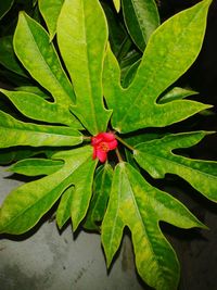Close-up of green plant