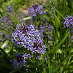 Close-up of purple flowers blooming outdoors